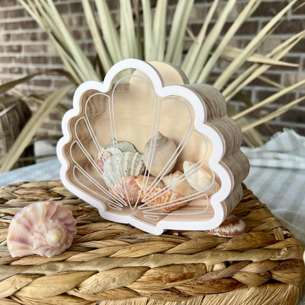 Scallop Seashell Shadow Box